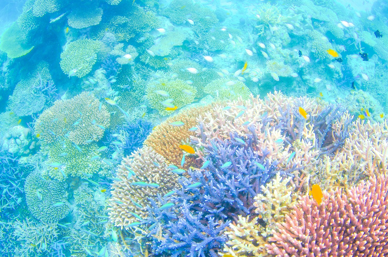 水中写真のお勉強 In 石垣島 エアリーフォトに憧れて サンゴをふんわりレタッチ 石垣島北部の海でダイビング 水中写真 ダイビングサービス 鱗 うろこ